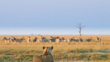 VFA & NP Hwange & NP Chobe